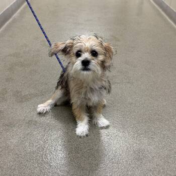 Shih Tzu Dogs Available for Adoption - Ugga | PetCurious