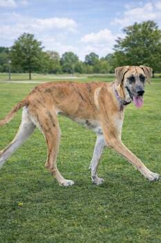 Great Dane Dogs Available for Adoption - Hazel  | PetCurious