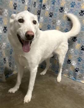 German Shepherd Dog and Mixed Breed Dogs Available for Adoption in Rosenberg, Texas - SQUIRRELY DAN | PetCurious