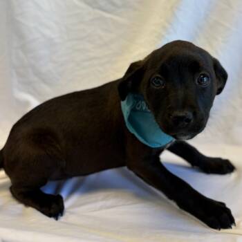 Rainier -  Mixed Breed Dog for Adoption in Canal Winchester, Ohio - Rainier | PetCurious