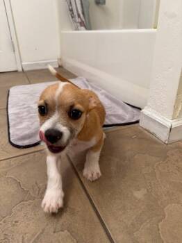 Corgi mix -  Cardigan Welsh Corgi Dog for Adoption in Tustin, California - Corgi Mix | PetCurious