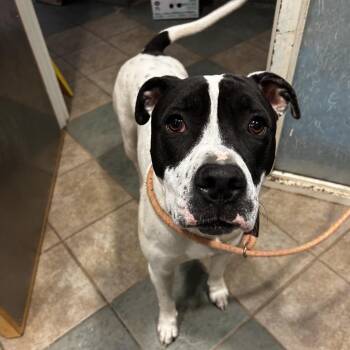 Stallone -  Mixed Breed Dog for Adoption in Chattanooga, Tennessee - Stallone | PetCurious