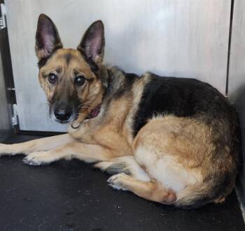German Shepherd Dog Dogs Available for Adoption in San Antonio, Texas - PETUNIA | PetCurious