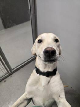 Split -  Hound Dog for Adoption in Wellington, Kansas - Split | PetCurious