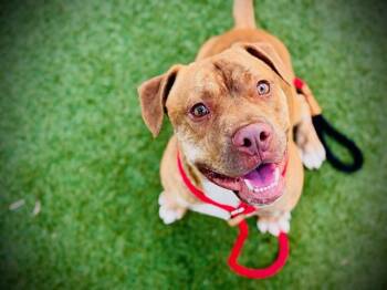 FOREST -  Pit Bull Terrier and Mixed Breed Dog for Adoption in Orlando, Florida - FOREST | PetCurious