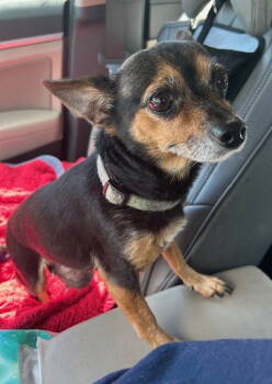 Rescue Chihuahua Dogs for Adoption in Cuyahoga Falls, Ohio - Aggie | PetCurious