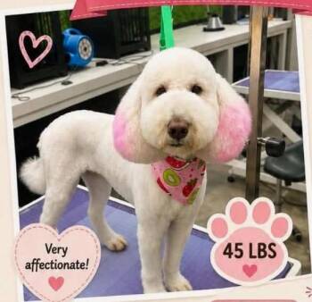 Brie -  Golden Retriever and Poodle Dog for Adoption in Waxhaw, North Carolina - Brie | PetCurious