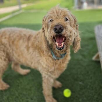 Coby -  Golden Retriever and Standard Poodle Dog for Adoption in Sparta, Wisconsin - Coby | PetCurious
