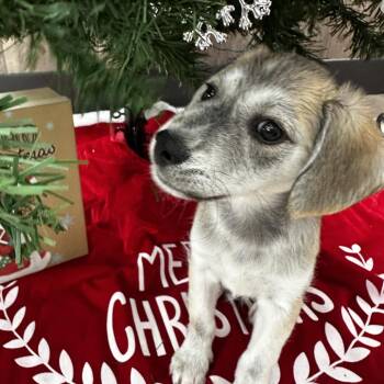 Timber -  Terrier and Mixed Breed Dog for Adoption in Idaho Falls, Idaho - Timber | PetCurious