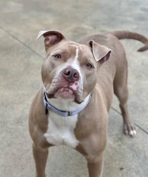 Pit Bull Terrier and Mixed Breed Dogs Available for Adoption in Aliquippa, Pennsylvania - OLIVE | PetCurious