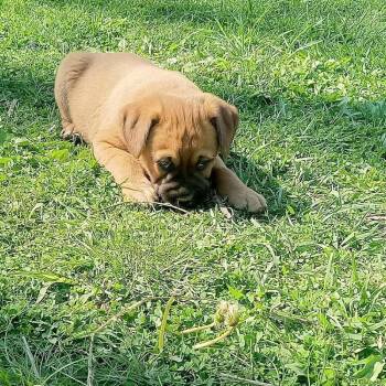 Labrador Retriever Dogs Available for Adoption in Aurora, Indiana - Coco Pups : Colt | PetCurious