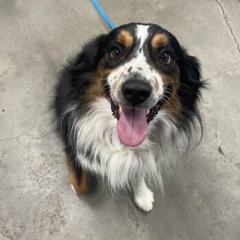 Australian Shepherd Dogs Available for Adoption in Tampa, Florida - Chui | PetCurious