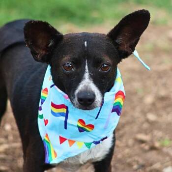 NEGRA -  Terrier Dog for Adoption in San Antonio, Texas - NEGRA | PetCurious