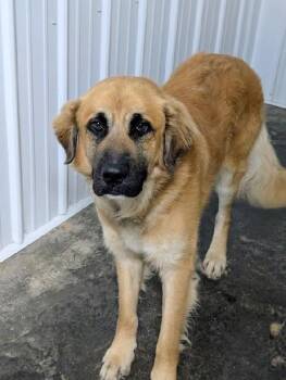 Hardy -  Golden Retriever and Great Pyrenees Dog for Adoption in Scottsburg, Indiana - Hardy | PetCurious