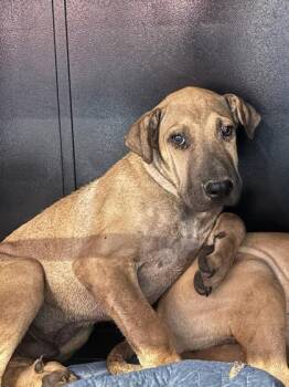 61618292 -  Mixed Breed Dog for Adoption in El Paso, Texas - 61618292 | PetCurious