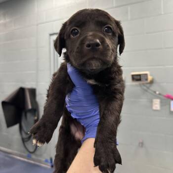 Asami -  Mixed Breed Dog for Adoption in Greensboro, North Carolina - Asami | PetCurious