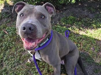 RAVEN -  American Staffordshire Terrier and Mixed Breed Dog for Adoption in Ocala, Florida - RAVEN | PetCurious