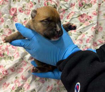 German Shepherd Dog Dogs Available for Adoption - BACON | PetCurious