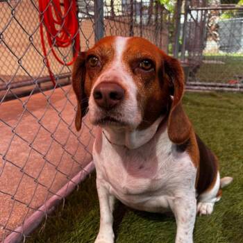 Beagle Dogs Available for Adoption - Ella | PetCurious