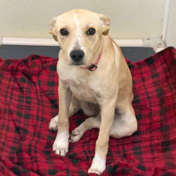 Jayden - Chino Hills Location -  Labrador Retriever and Mixed Breed Dog for Adoption in Chino Hills, California - Jayden - Chino Hills Location | PetCurious