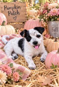 Nixie -  Jack Russell Terrier and Rat Terrier Dog for Adoption in Tavares, Florida - Nixie | PetCurious