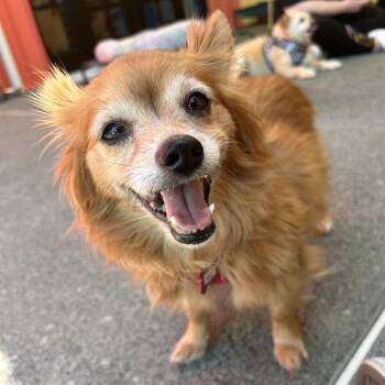 Cabana 14338 -  Pomeranian Dog for Adoption in San Francisco, California - Cabana 14338 | PetCurious