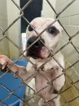 Left Eye -  Pit Bull Terrier Dog for Adoption in Springfield, Ohio - Left Eye | PetCurious