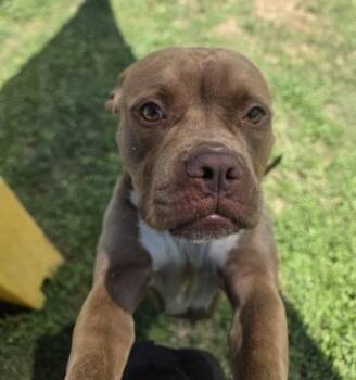 Axolotl -  Pit Bull Terrier and Mixed Breed Dog for Adoption in Conway, South Carolina - Axolotl | PetCurious