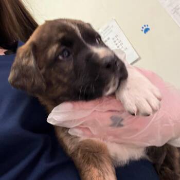 Mixed Breed Dogs Available for Adoption - Hui | PetCurious