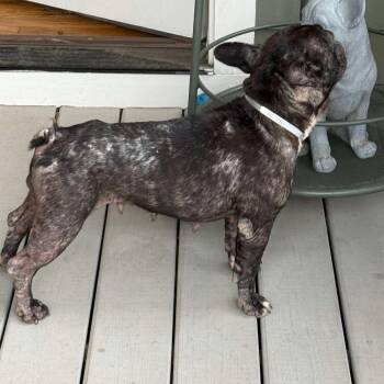 Noodles -  French Bulldog and Mixed Breed Dog for Adoption in Pearland, Texas - Noodles | PetCurious