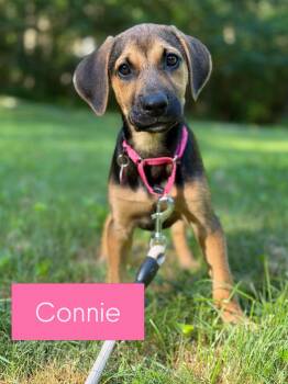 Connie -  Labrador Retriever and Hound Dog for Adoption in Billerica, Massachusetts - Connie | PetCurious