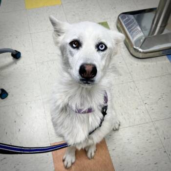 Novo -  Siberian Husky Dog for Adoption in Sioux City, Iowa - Novo | PetCurious