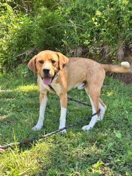 Big Boy -  Catahoula Leopard Dog and Mixed Breed Dog Available for Adoption in Blountville, Tennessee - Big Boy | PetCurious