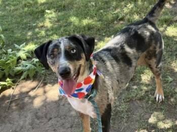 Australian Cattle Dog Blue Heeler Dogs Available for Adoption in Tulsa, Oklahoma - MISS EMOJI | PetCurious