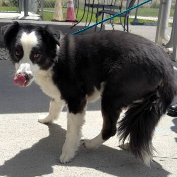 61140134 -  Border Collie Dog for Adoption in Elko, Nevada - 61140134 | PetCurious