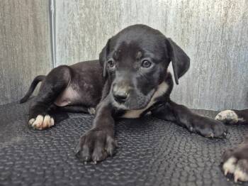 Labrador Retriever Dogs Available for Adoption in San Antonio, Texas - BEVERLY | PetCurious
