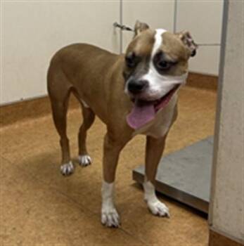 MOE -  Pit Bull Terrier and Boxer Dog for Adoption in Sacramento, California - MOE | PetCurious