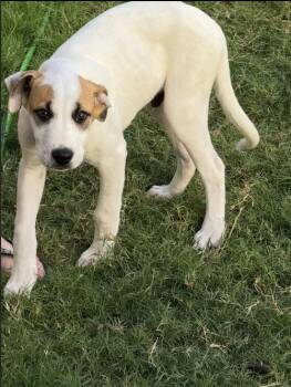 Rescue Great Pyrenees Dogs for Adoption in Pflugerville, Texas - Culver | PetCurious