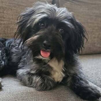 Winston -  Terrier and Mixed Breed Dog for Adoption in Alma, Wisconsin - Winston | PetCurious