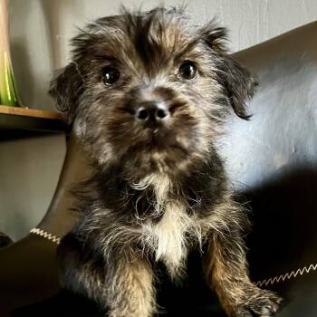 Terrier and Spaniel Dogs Available for Adoption in Minneapolis, Minnesota - Laurel | PetCurious