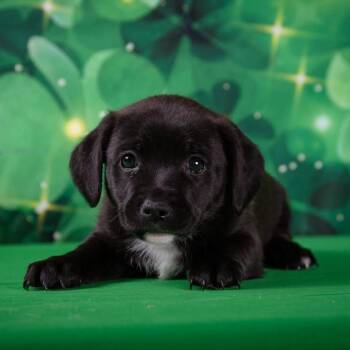 Chihuahua Dogs Available for Adoption - Libra | PetCurious