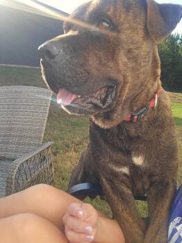 Doc -  Cane Corso Dog for Adoption in Gilmer, Texas - Doc | PetCurious