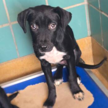 Bloom -  Labrador Retriever and Mixed Breed Dog for Adoption in San Antonio, Texas - Bloom | PetCurious