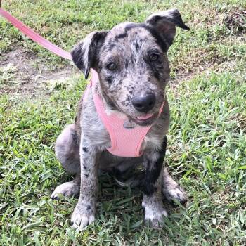 Moana (Julia) -  Shepherd and Terrier Dog for Adoption in Conroe, Texas - Moana (Julia) | PetCurious