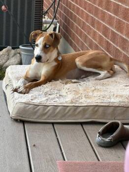 Peony -  Labrador Retriever and Greyhound Dog for Adoption in Millcreek, Utah - Peony | PetCurious