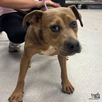 Shepherd and Terrier Dogs Available for Adoption in Washington, District Of Columbia - Ariella | PetCurious