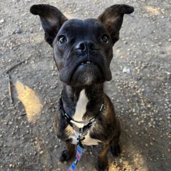 Eagle (Go Birds!) -  Mixed Breed Dog for Adoption in Philadelphia, Pennsylvania - Eagle (Go Birds!) | PetCurious