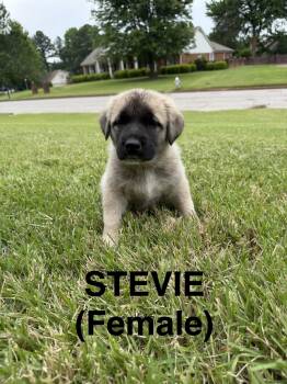 Bernese Mountain Dog and Golden Retriever Dogs Available for Adoption - Stevie | PetCurious