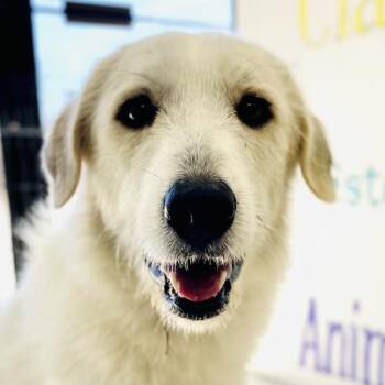 Minnie -  Great Pyrenees Dog for Adoption in Lebanon, Missouri - Minnie | PetCurious