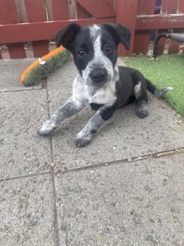 Melanie -  Cattle Dog Dog for Adoption in Denver, Colorado - Melanie | PetCurious